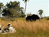 Delta Okavango. Safari z vody má úpln jiné kouzlo, ne safari z auta.