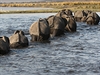 Pozorovat stáda slon v mokadech delty Okavango je úchvatný záitek.