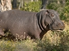 Hroch je nebezpené zvíe. V delt Okavango je potkáte asto.
