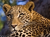 Král delty Okavango. Leopard.