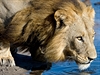 Lvi se museli v delt Okavango pizpsobit naprosto odliným pírodním...