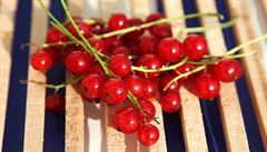 �erstv� natrhaný rybíz m��ete za�ít ihned zpracovávat