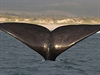 Nkteré ck slibují pozorování velryb i v msících, kdy nejsou u pobeí
