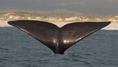 N�které ck slibují pozorování velryb i v m�sících, kdy nejsou u pob�e�í