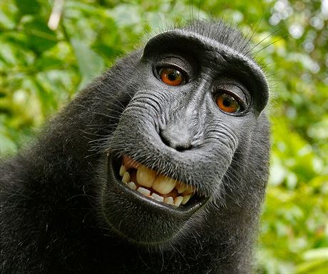 Autoportrét opice, o který se s Wikipedií soudí fotograf.