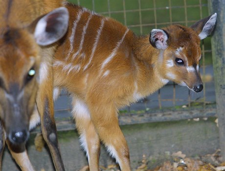 Zoologická zahrada Hodonín. Nový pírstek,  Antilopa Sitatunga západoafrická.