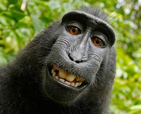 Autoportrét opice, o který se s Wikipedií soudí fotograf.