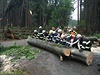 Popadané stromy v Sei u Lipové na Prostjovsku odstraovalo 3. srpna po silném...
