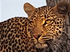 Setkání s leopardem je vzácná chvíle. Ne kadému, kdo se vydá na safari se to...