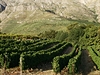 Údrba vinic je v organickém zemdlství mnohem pracnjí a vinice vypadají...