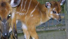 Pražská zoo poslala JAR antilopy. Tam je nečekaně utratili