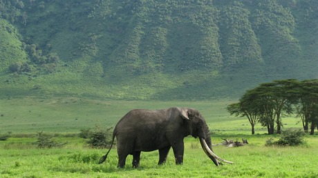 Staří samci se stahují do kráteru Ngorongoro kvůli šťavnaté stravě.