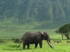 Staí samci se stahují do kráteru Ngorongoro kvli avnaté strav.