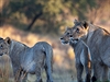 Lvi jsou ozdobou Ngorongoro.Nkolik poetných klan ovládá jednotlivá území v...