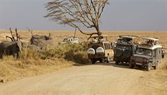 Kolem poledne u� je v kráteru Ngorongoro p�íli� mnoho aut.