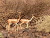 Drobná fauna okolí Turkana