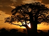 Na úpatí Kilimandára rostou baobaby. Tady jet vládne romantická nálada.