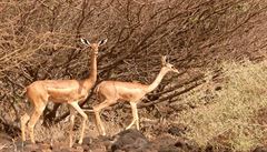 Drobná fauna okolí Turkana
