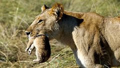 Kdy� stoupne hladina, musí se mlá�ata p�est�hovat. Lvice. Delta Okavango.