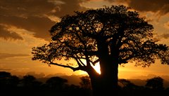 Na úpatí Kilimandára rostou baobaby. Tady jet vládne romantická nálada.