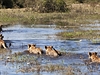 Lvice se snaí nauit mladé nebát se vody. Botswana.