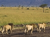 Masai Mara, Kea.