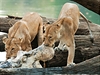 Lvi v národním parku Ruaha si troufnou i na hrocha.