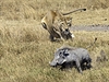 Prasátko bradavinaté je astou souástí jídelníku lv. Masai Mara, Kea.