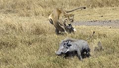 Prasátko bradavinaté je astou souástí jídelníku lv. Masai Mara, Kea.