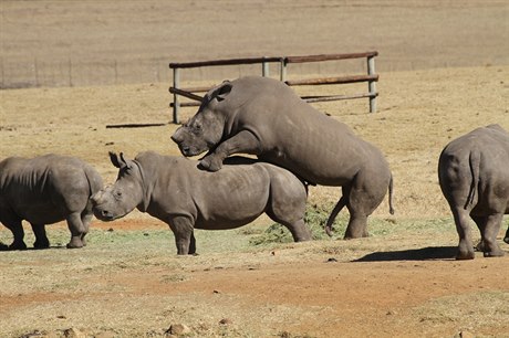 Důležitá ale byla naše fascinace sexuálním aktem nosorožců, kteří se vůbec...