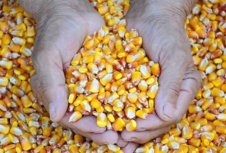 Geneticky upravená kukuřice je neškodná, tvrdí vědci