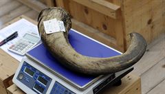 Zoo ve Dvo�e Králové nad Labem spálila 21. zá�í p�es 50 kilogram� rohoviny...