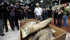 Dvorská zoo spálila 21. zá�í p�es 50 kilogram� rohoviny nosoro�c�
