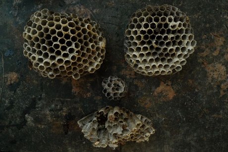 Veronika rek Bromová: Bee Face - skládaka (2011).