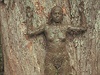 Ana Mendieta: Strom ivota 1976