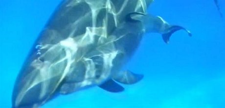 Porod delfíního mládte