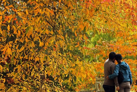 A couple photographs themselves with trees in autumn colour at Sheffield Park...