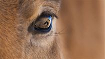 Bo v oku Limy (Petr Jan Juračka). Na snímku je Lima, jeden ze čtyř koní...