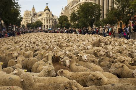 Ovce ve panlské metropoli Madridu