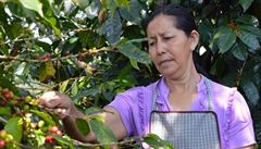 Za kávou do Guatemaly a Mexika. Jak to chodí ve fairtradových družstvech?