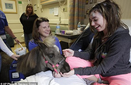 Pacientům Rushovy univerzitní nemocnice náladu zlepšují miniaturní koně.