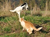 Kočky při hře (ilustrační foto)