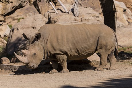Nosorožec (ilustrační foto).