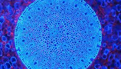 1. místo v kategorii Mikrofotografie Jan Ponert: Stélé Synonymem slova stélé...