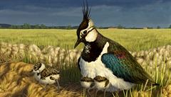 1. místo v kategorii Ilustrace Martina Nacházelová: �ejky �ejka chocholatá...