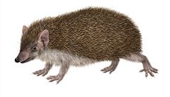 2. místo v kategorii Ilustrace  Martina Nacházelová: Exoti�tí savci Ilustrace...