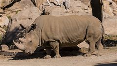 Samice nosorožce Eliška si zvyká v Africe. Aklimatizaci zvládá dobře, chválí zoo
