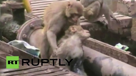 První pomoc opice v Dillí