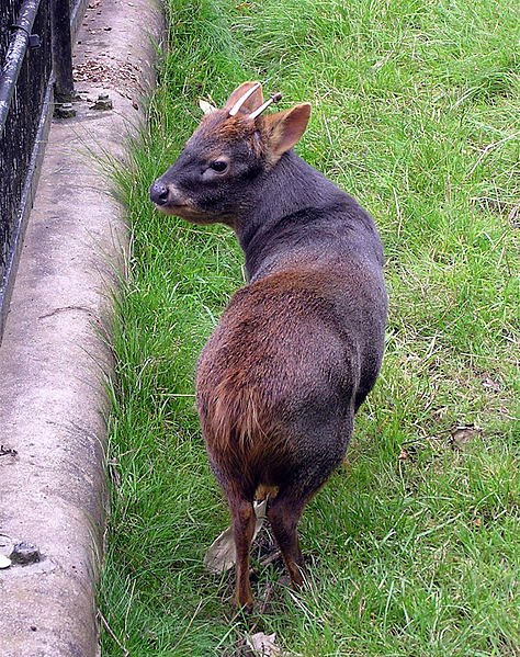 Pudu ji�ní, nejmen�í jelen na sv�t�.