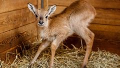 V pražské zoo se narodilo první letošní mládě. Voduška červená